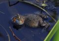 Смотрите, какое чудо-юдо! Это необычный певец, которого заметили на Артёмовских лугах краснобрюхая жерлянка