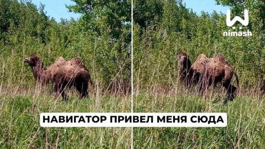 Такого чудо-коня встретили на берегу Ватомы жители Бора