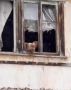 Начинаем неделю с трогательной истории свинки Груты, которую спасли с бойни в Грузии