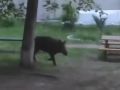 Как и этот кабанчик, замеченный на улицах Бора, наш админ убегает по своим делам