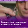 С начала мая участились сообщения о нападении змей на людей