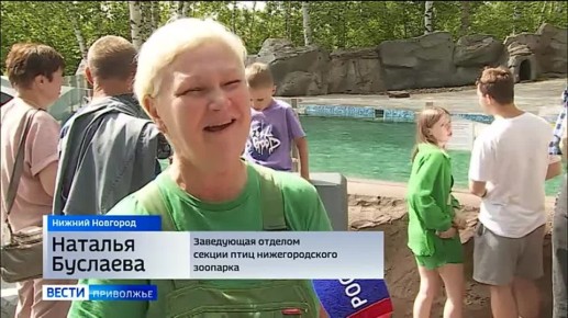 Из приморского океанариума в нижегородский зоопарк привезли пингвинов мужского пола