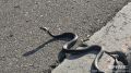 Несколько детей пострадали от укусов змей в Нижегородской области