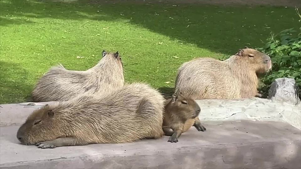   !.           