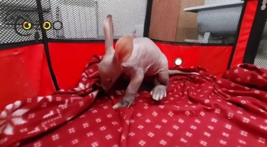 ,    