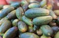 Сделайте это с теплицей — огурцы попрут как на дрожжах
