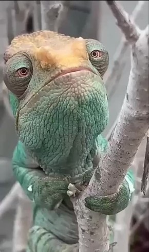   ,   !  , 