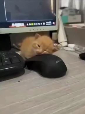   ,  &quot;&quot;      