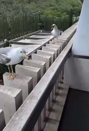          ,      