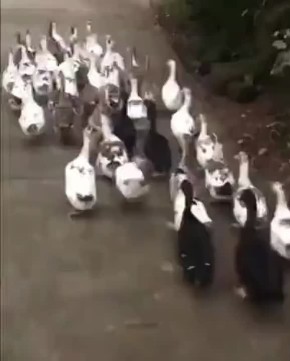 Это мы спешим домой после бурного рабочего дня