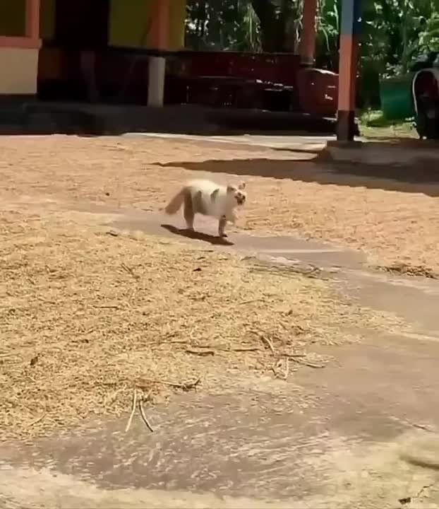       ,      