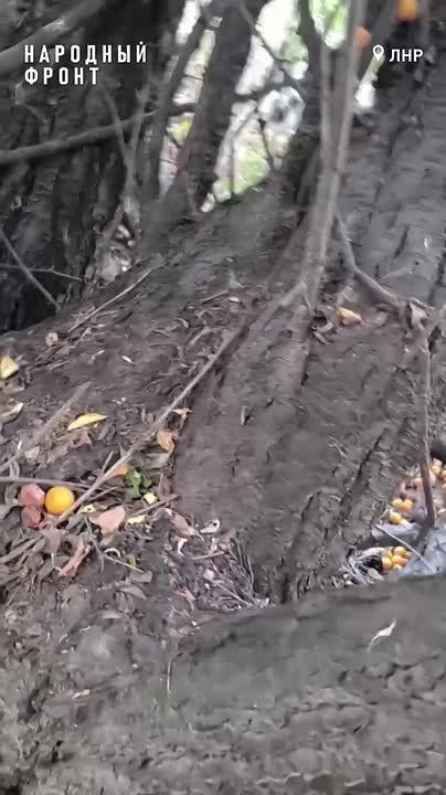     ,    