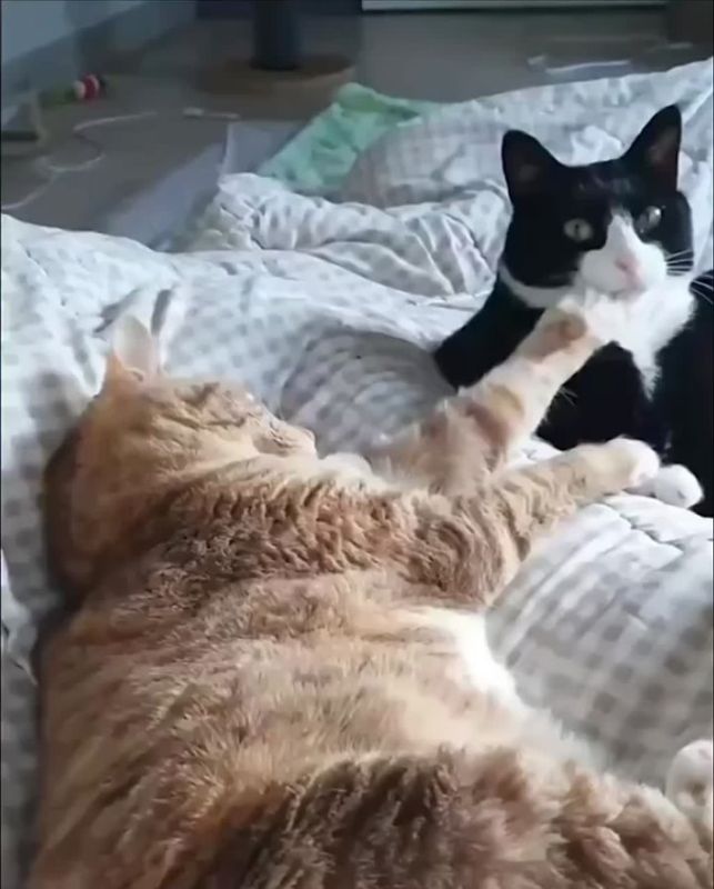   !.       ,   