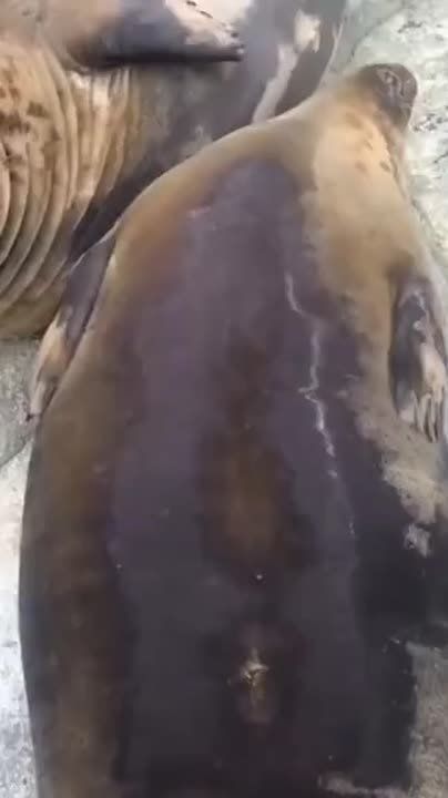   ,  
