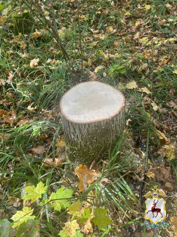 Житель Кстова, спиливший 16 деревьев ради создания полосы препятствий, стал фигурантом уголовного дела