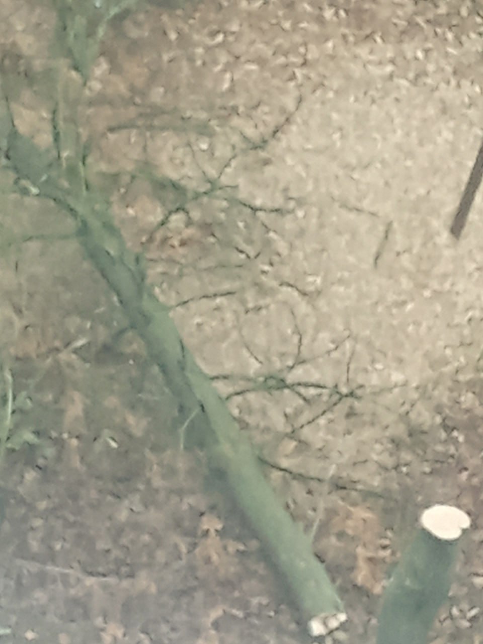 Жители Заволжья пожаловались на безжалостную рубку деревьев в одном из дворов Жители Заволжья пожаловались на безжалостную рубку деревьев в одном из дворов