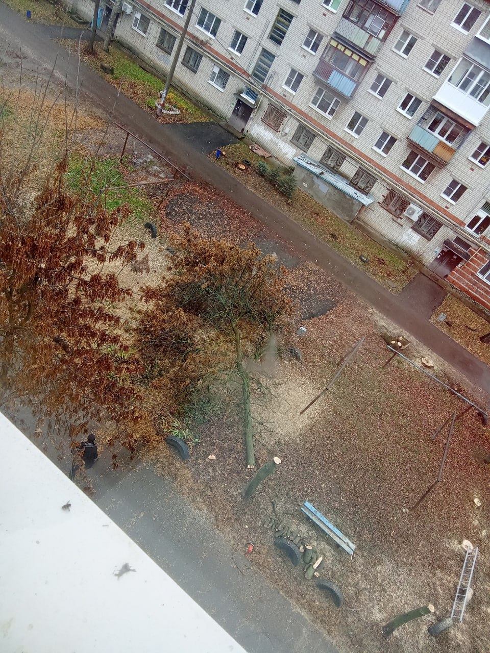 Жители Заволжья пожаловались на безжалостную рубку деревьев в одном из дворов Жители Заволжья пожаловались на безжалостную рубку деревьев в одном из дворов