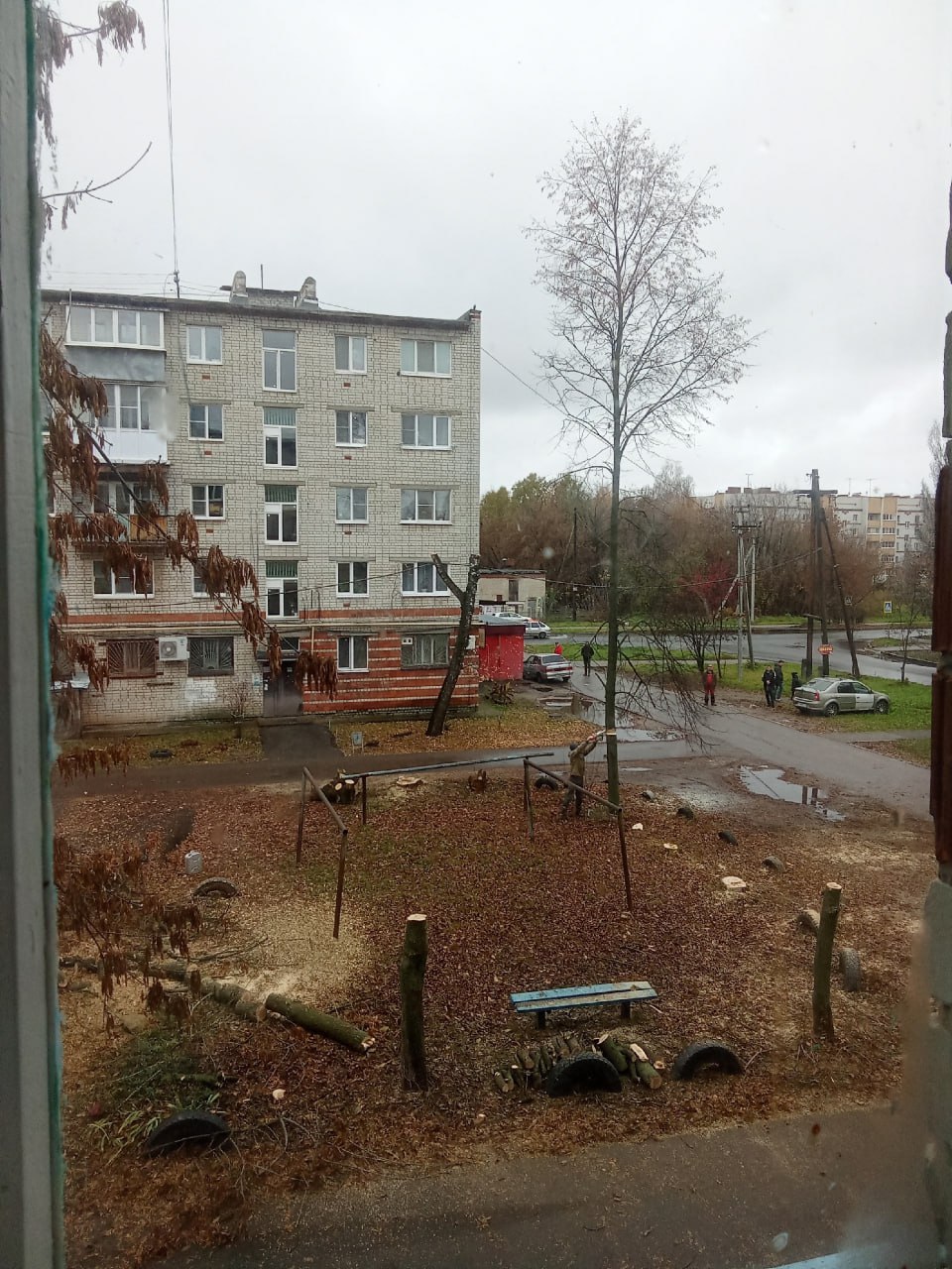 Жители Заволжья пожаловались на безжалостную рубку деревьев в одном из дворов