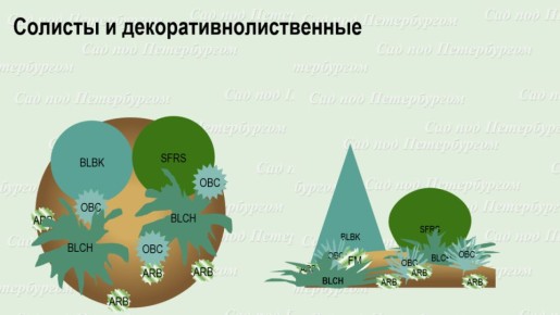 Как выбрать идеальные розовые цветы для вашего цветника: советы из практики