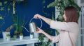 Зацветут пышно: весной обязательно сделайте это с комнатными растениями
