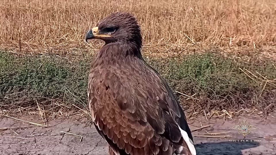 Ирина Волк: Хочу поделиться с вами необычной историей, которая случилась с моими коллегами из отдела по раскрытию экологических преступлений Управления уголовного розыска ГУ МВД России по Алтайскому краю майором полиции...