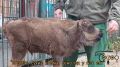 Зубренок по имени Гром из нижегородского зоопарка активно набирает в весе и подрастает