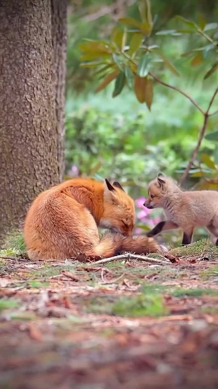     :  +5, , , ...+6, , , ....+5, 