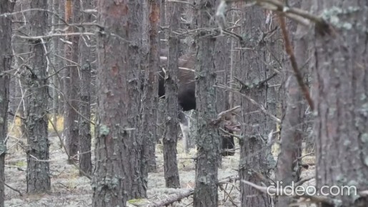 Накануне отмечался День дикой еды