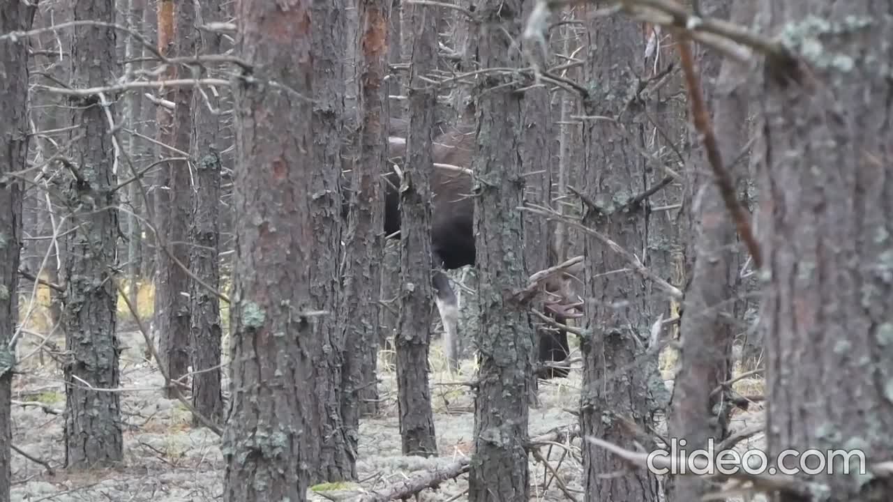 Накануне отмечался День дикой еды