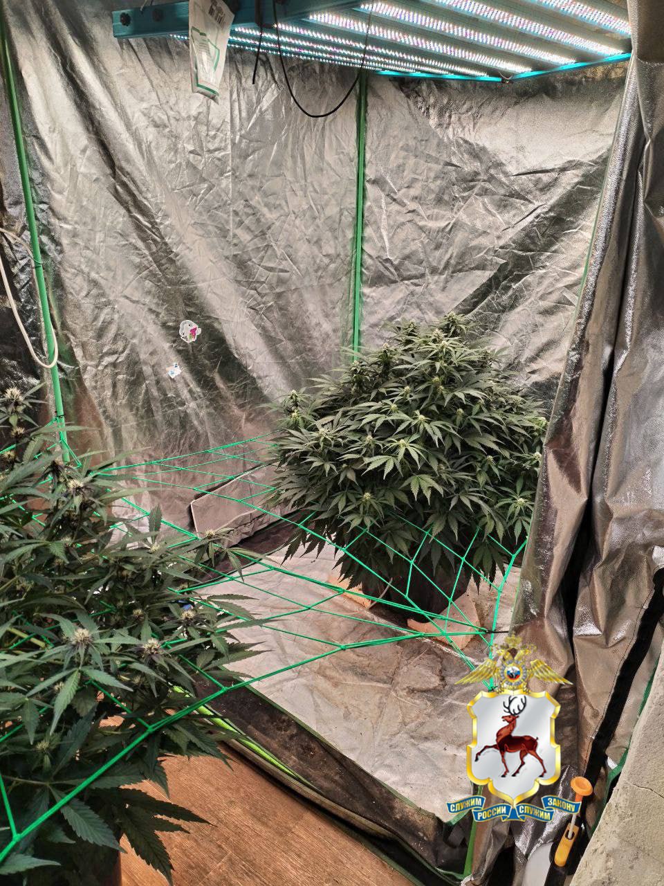 Наркоплантацию марихуаны нашли полицейские в гараже жителя Дзержинска Наркоплантацию марихуаны нашли полицейские в гараже жителя Дзержинска