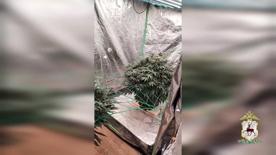 Наркоплантацию марихуаны нашли полицейские в гараже жителя Дзержинска