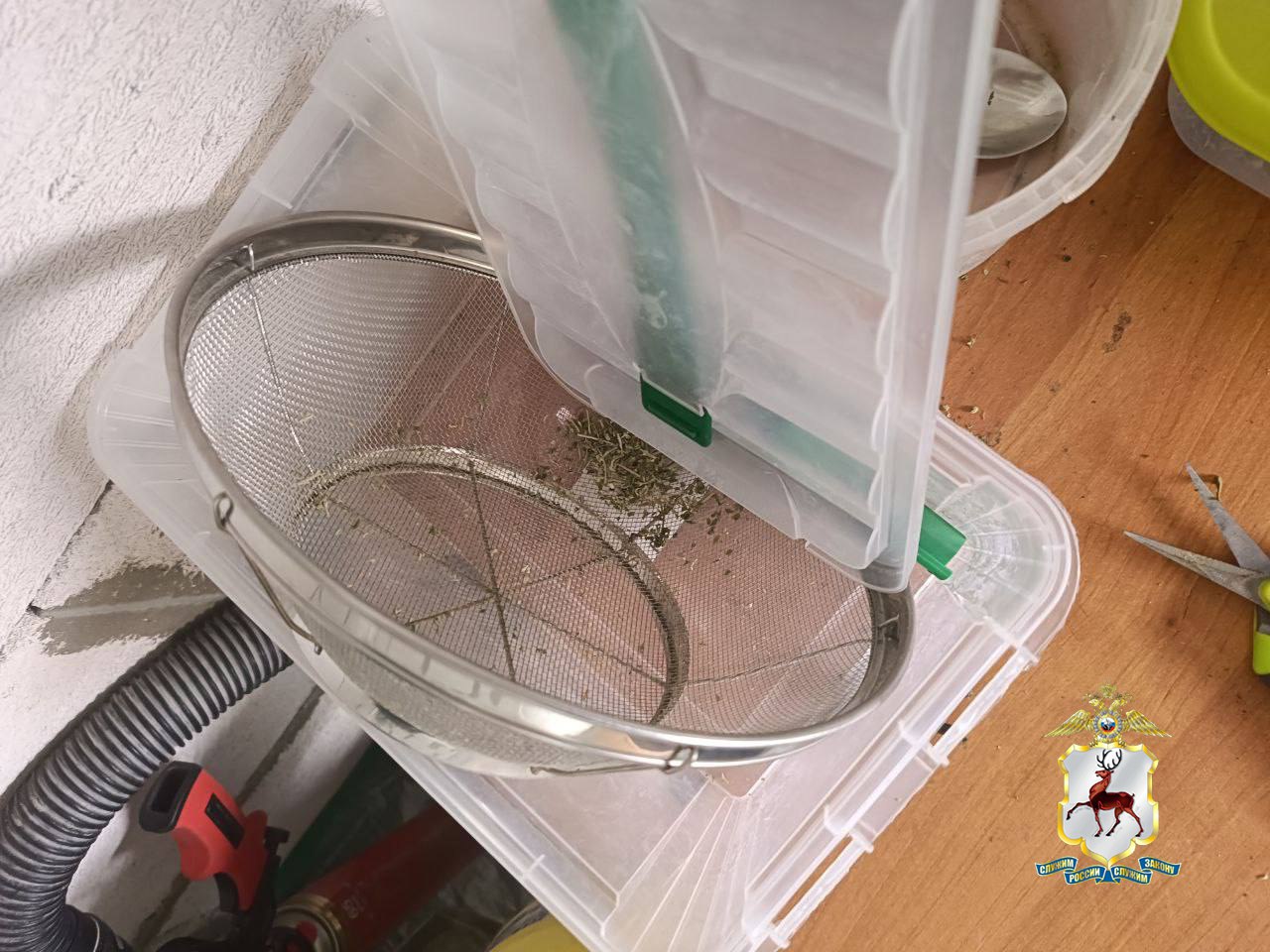 Наркоплантацию марихуаны нашли полицейские в гараже жителя Дзержинска Наркоплантацию марихуаны нашли полицейские в гараже жителя Дзержинска