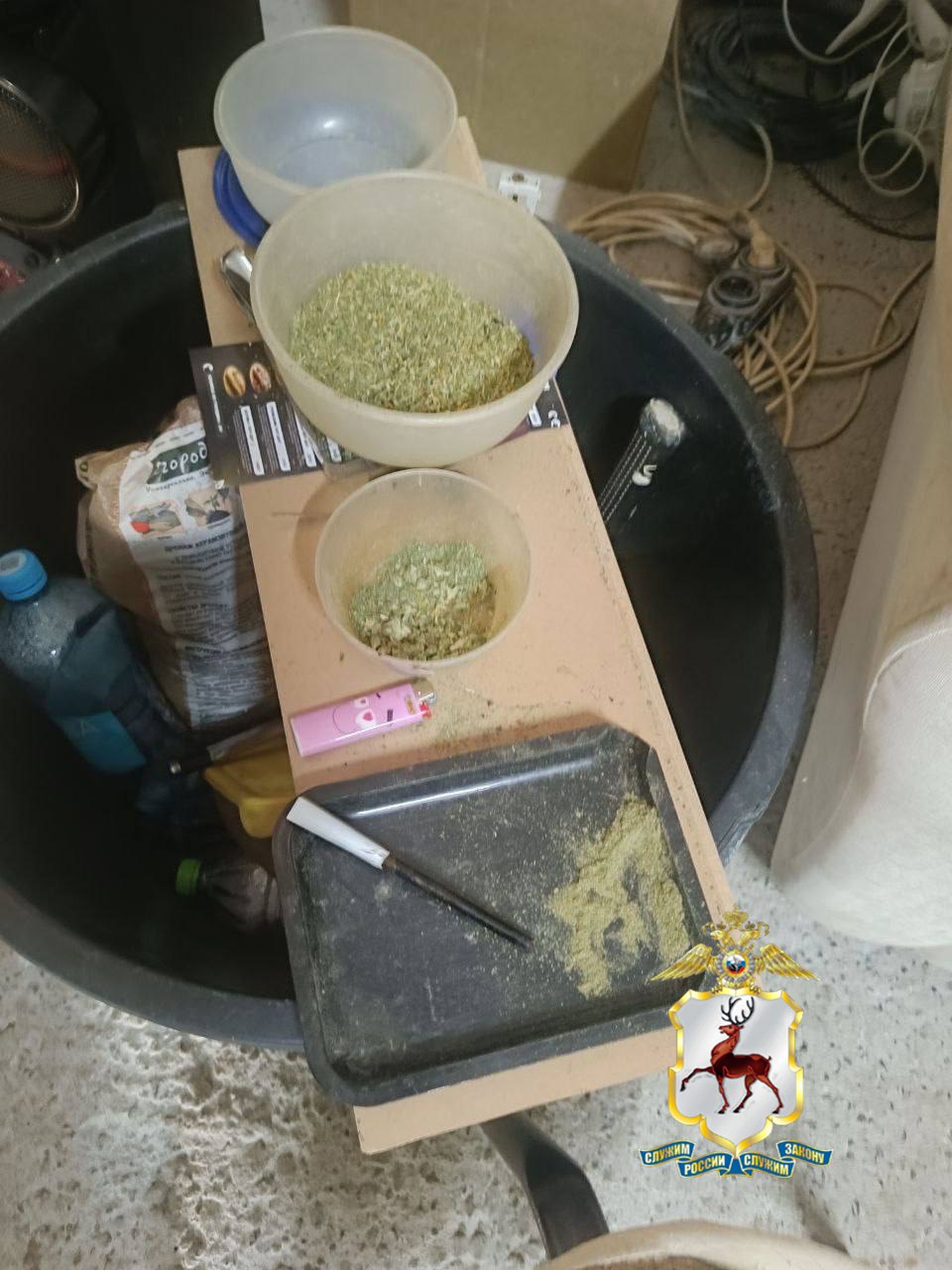 Наркоплантацию марихуаны нашли полицейские в гараже жителя Дзержинска Наркоплантацию марихуаны нашли полицейские в гараже жителя Дзержинска