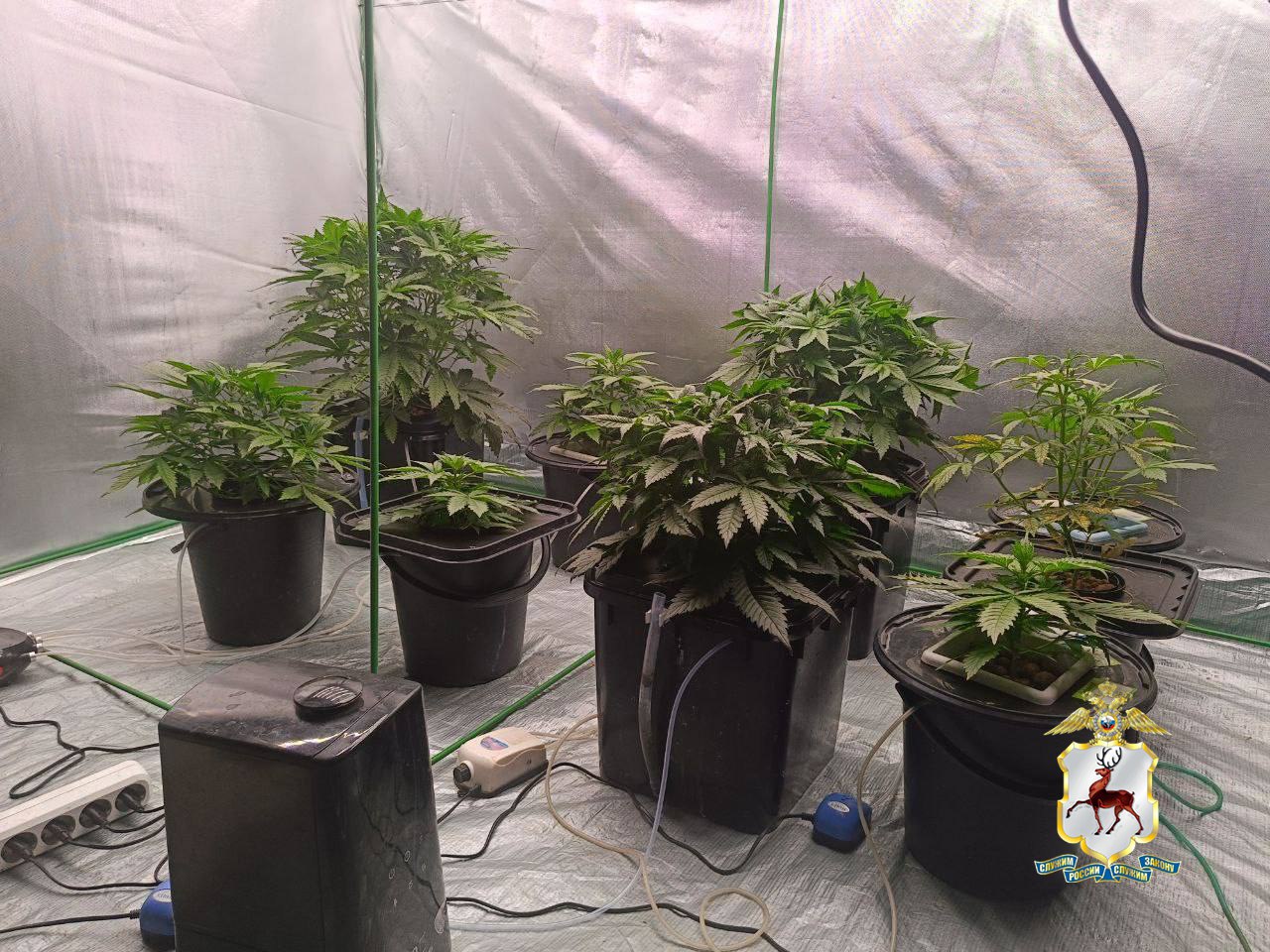 Наркоплантацию марихуаны нашли полицейские в гараже жителя Дзержинска Наркоплантацию марихуаны нашли полицейские в гараже жителя Дзержинска