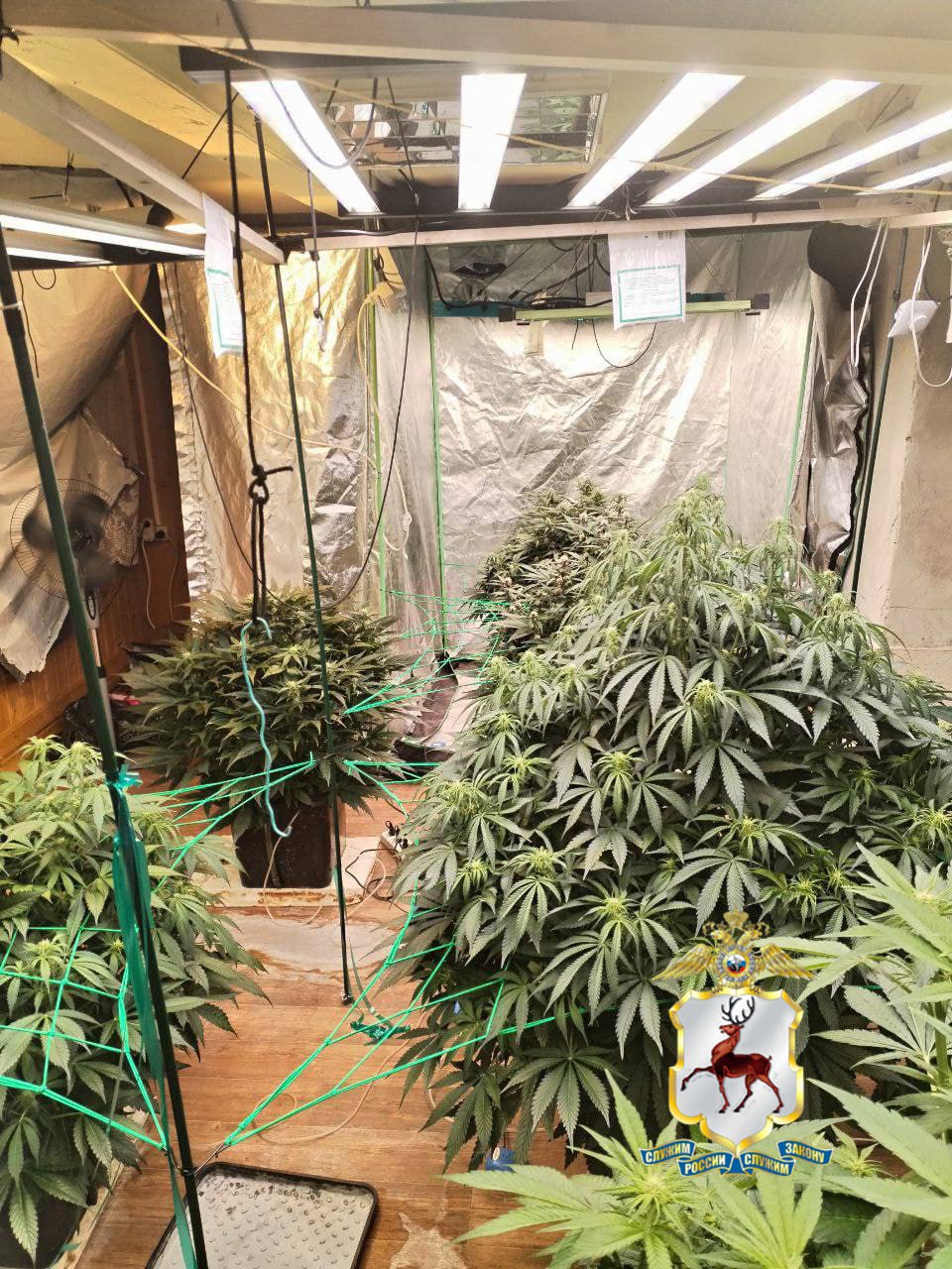 Наркоплантацию марихуаны нашли полицейские в гараже жителя Дзержинска Наркоплантацию марихуаны нашли полицейские в гараже жителя Дзержинска