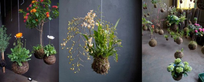 Как выбрать идеальное растение для кокедамы: секреты успеха