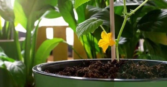 Выращивание огурцов на подоконнике: к Новому году с собственным урожаем