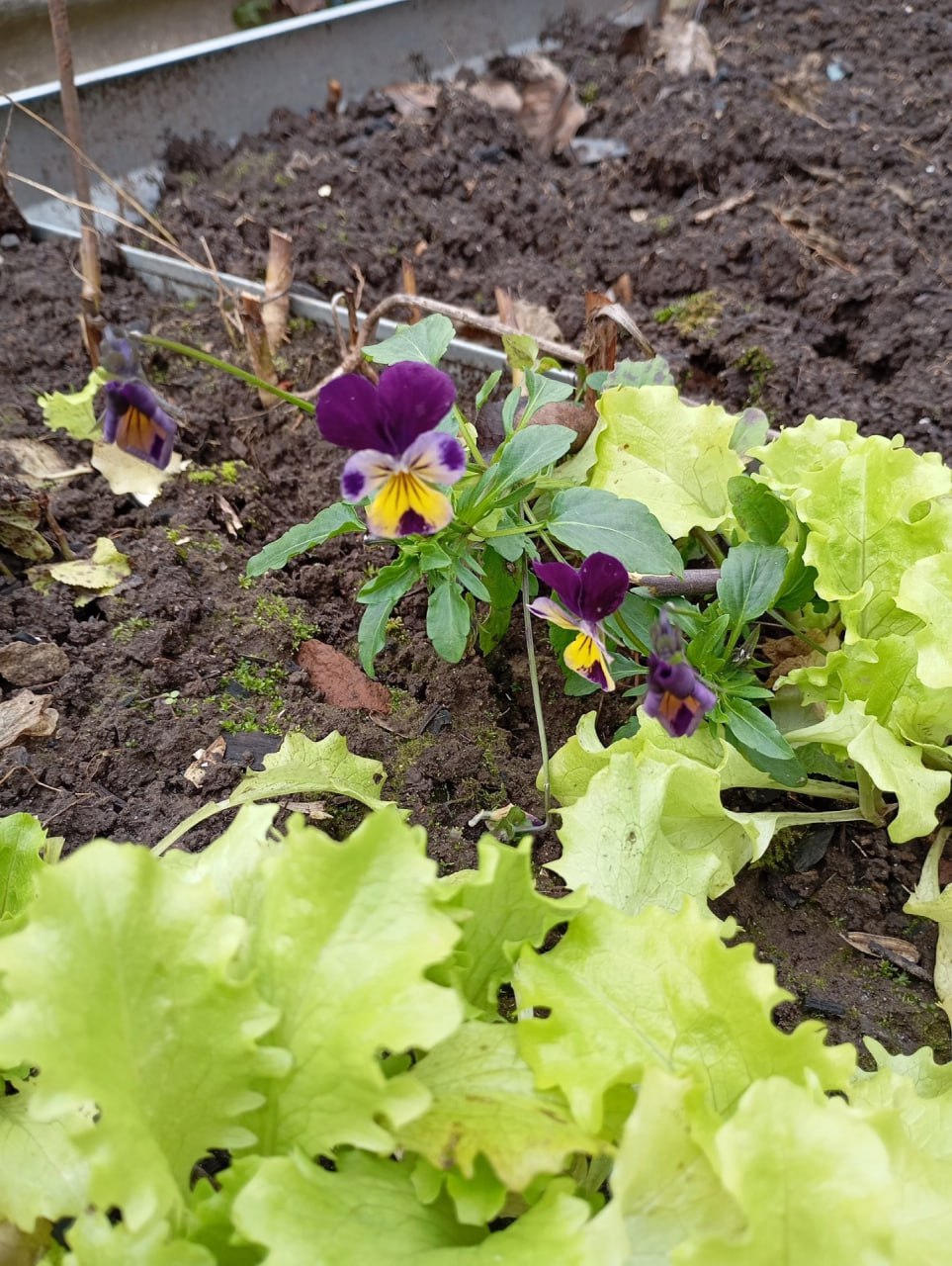 Пока одни нижегородцы хвастаются зимними опятами, другие — малинкой и анютиными глазками! Пока одни нижегородцы хвастаются зимними опятами, другие — малинкой и анютиными глазками!