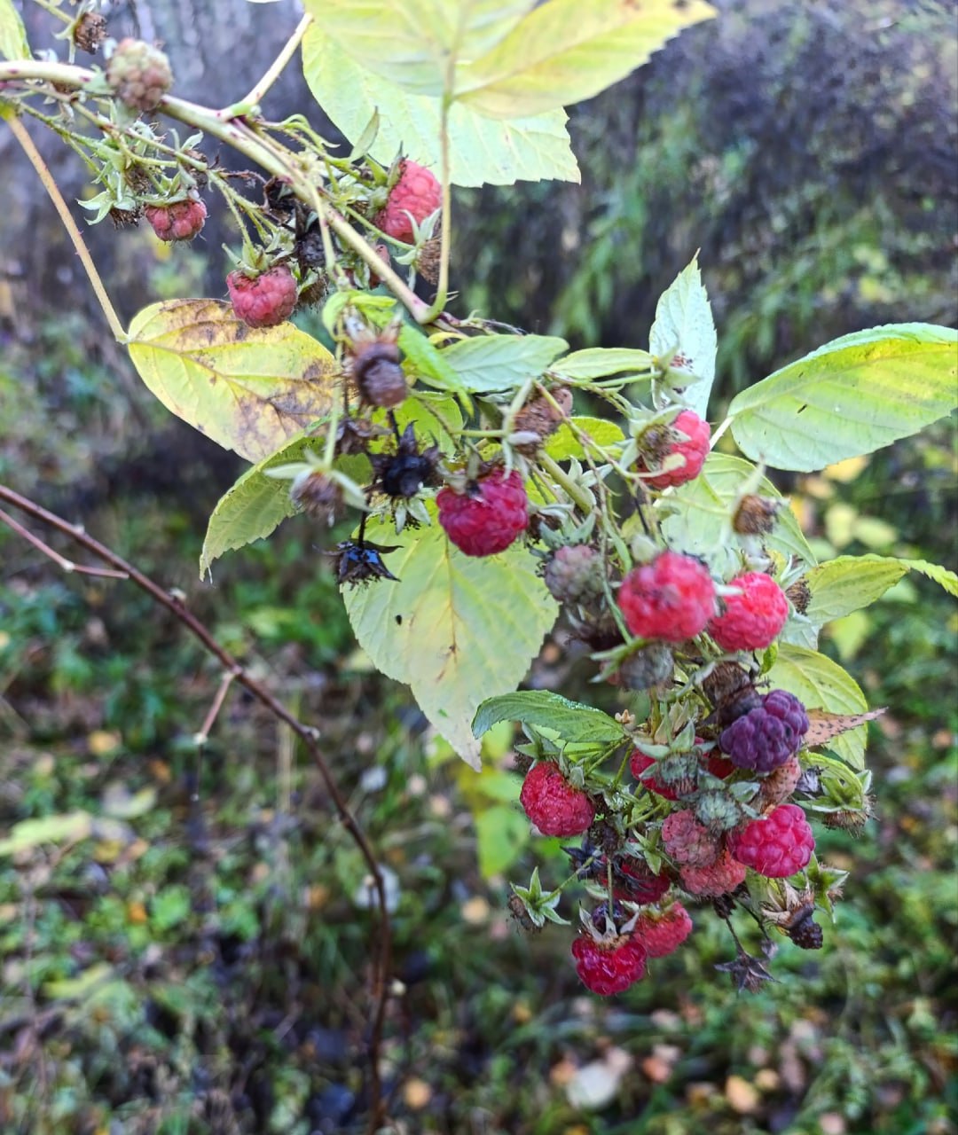 Пока одни нижегородцы хвастаются зимними опятами, другие — малинкой и анютиными глазками! Пока одни нижегородцы хвастаются зимними опятами, другие — малинкой и анютиными глазками!