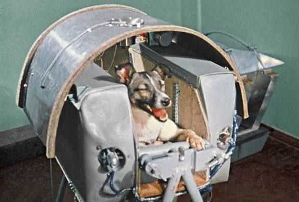 3 ноября 1957 года на орбиту был выведен «Спутник-2» с собакой-космонавтом Лайкой на борту, что стало первым в истории случаем запуска живого существа на орбиту Земли