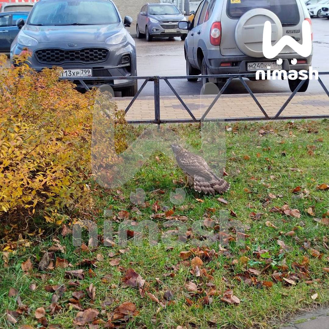 Ястреба заметили возле жилых домов на Бору Ястреба заметили возле жилых домов на Бору