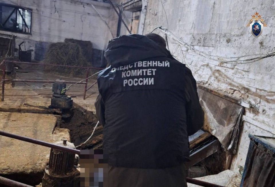 Животновода насмерть зажевало в транспортёрной ленте на молочной ферме в Ковернино