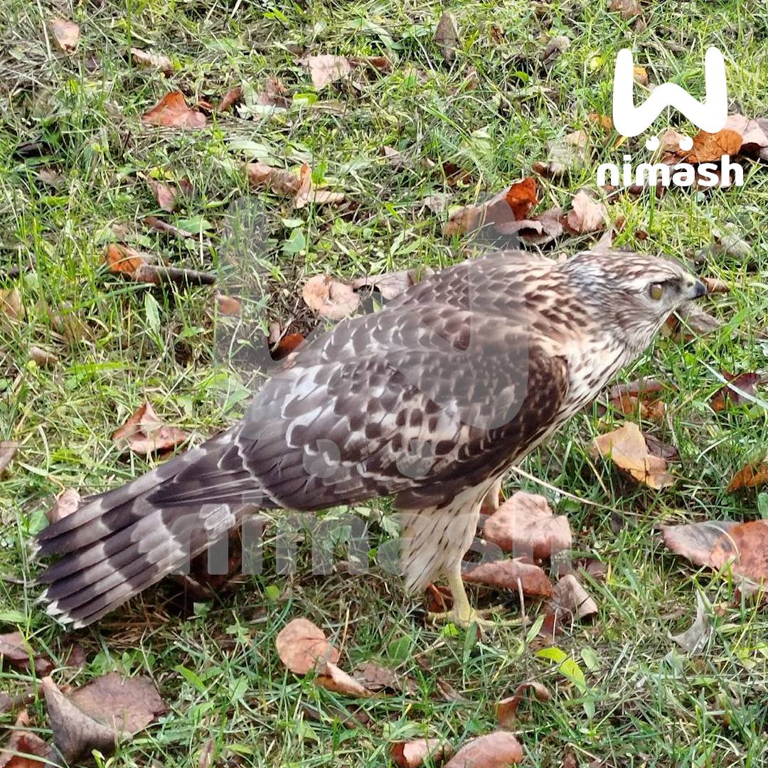 Ястреба заметили возле жилых домов на Бору