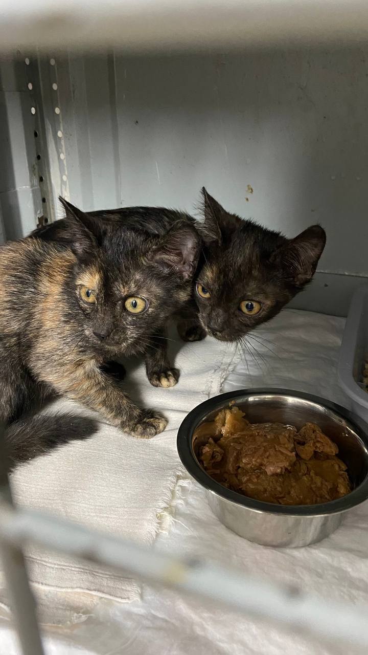 В нижегородский приют для бездомных животных снова подкинули котят В нижегородский приют для бездомных животных снова подкинули котят