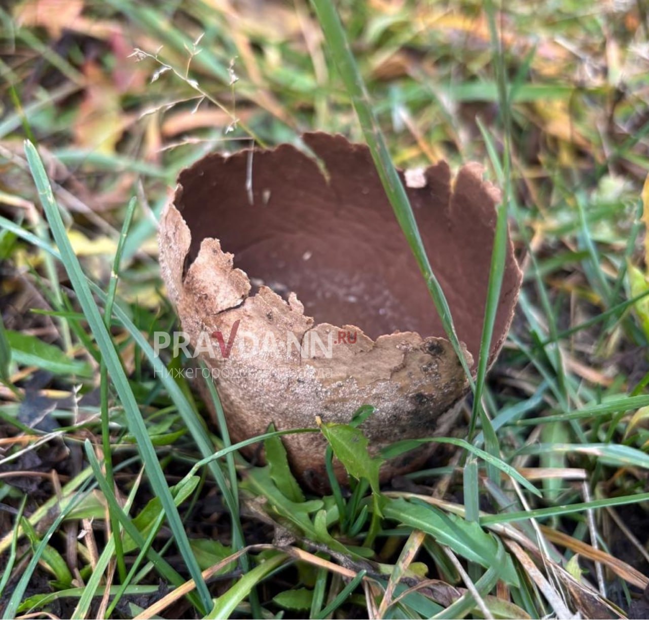 Смотрите, нижегородцы нашли в Богородском районе краснокнижный гриб саркосому шаровидную, а в простонародье «ведьмин котёл»