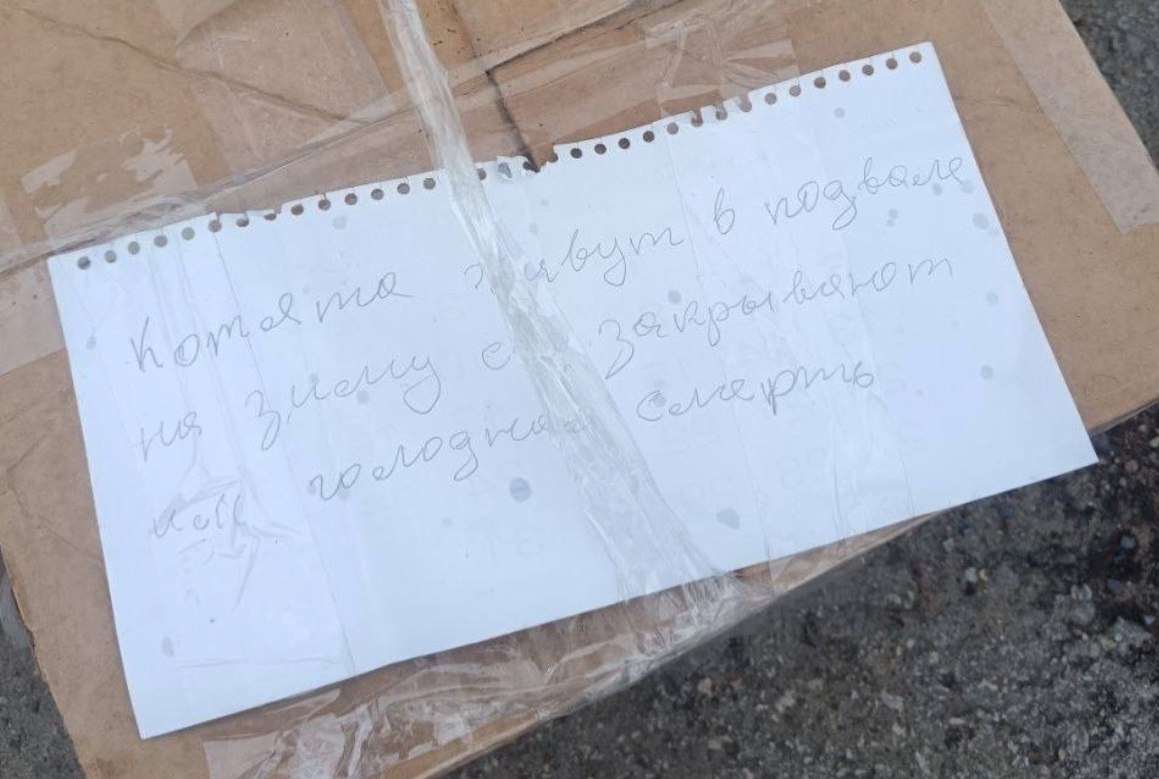 В нижегородский приют для бездомных животных снова подкинули котят В нижегородский приют для бездомных животных снова подкинули котят