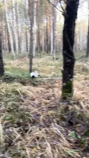 Тот момент, когда зайцы к зиме уже подготовились, а зима к зайцам еще нет