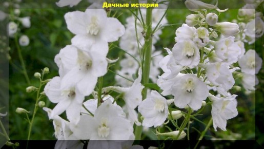 Погружение в мир белоснежных цветов: идей для создания великолепного цветника