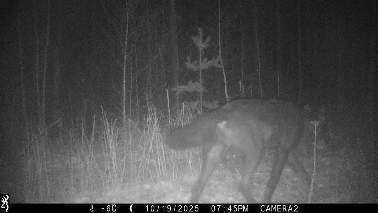 Черного волка снова заметили в Керженском заповеднике Черного волка снова заметили в Керженском заповеднике