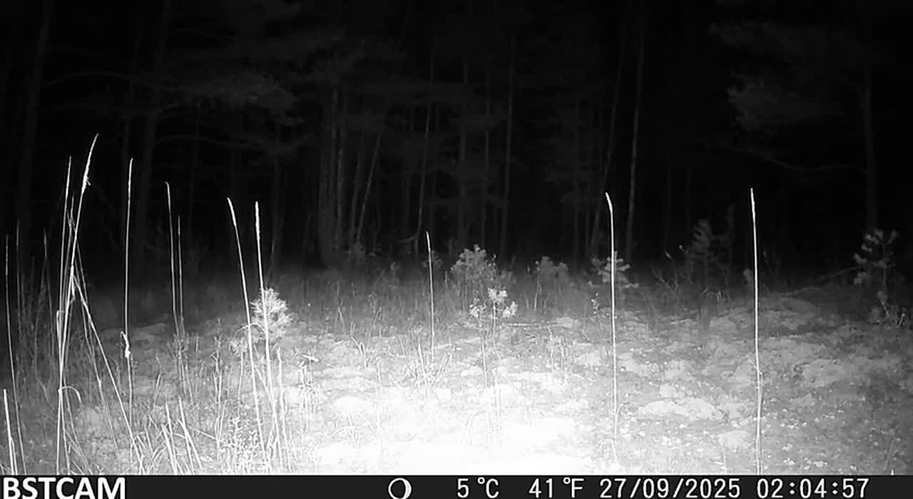 Черного волка снова заметили в Керженском заповеднике